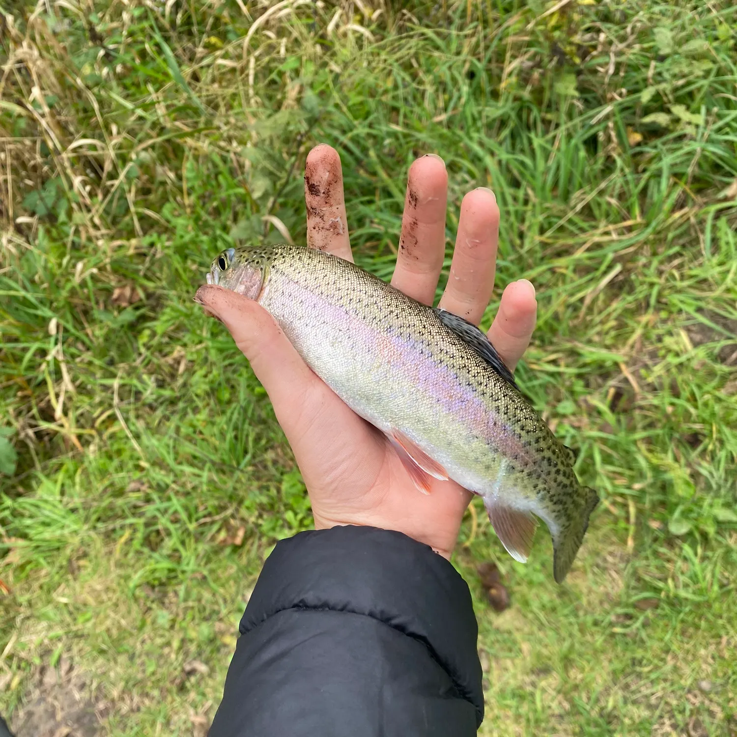 Rainbow trout caught on Fishbrain
