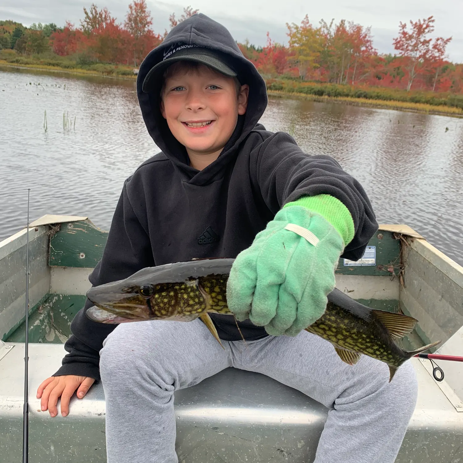 Chain pickerel caught on Fishbrain
