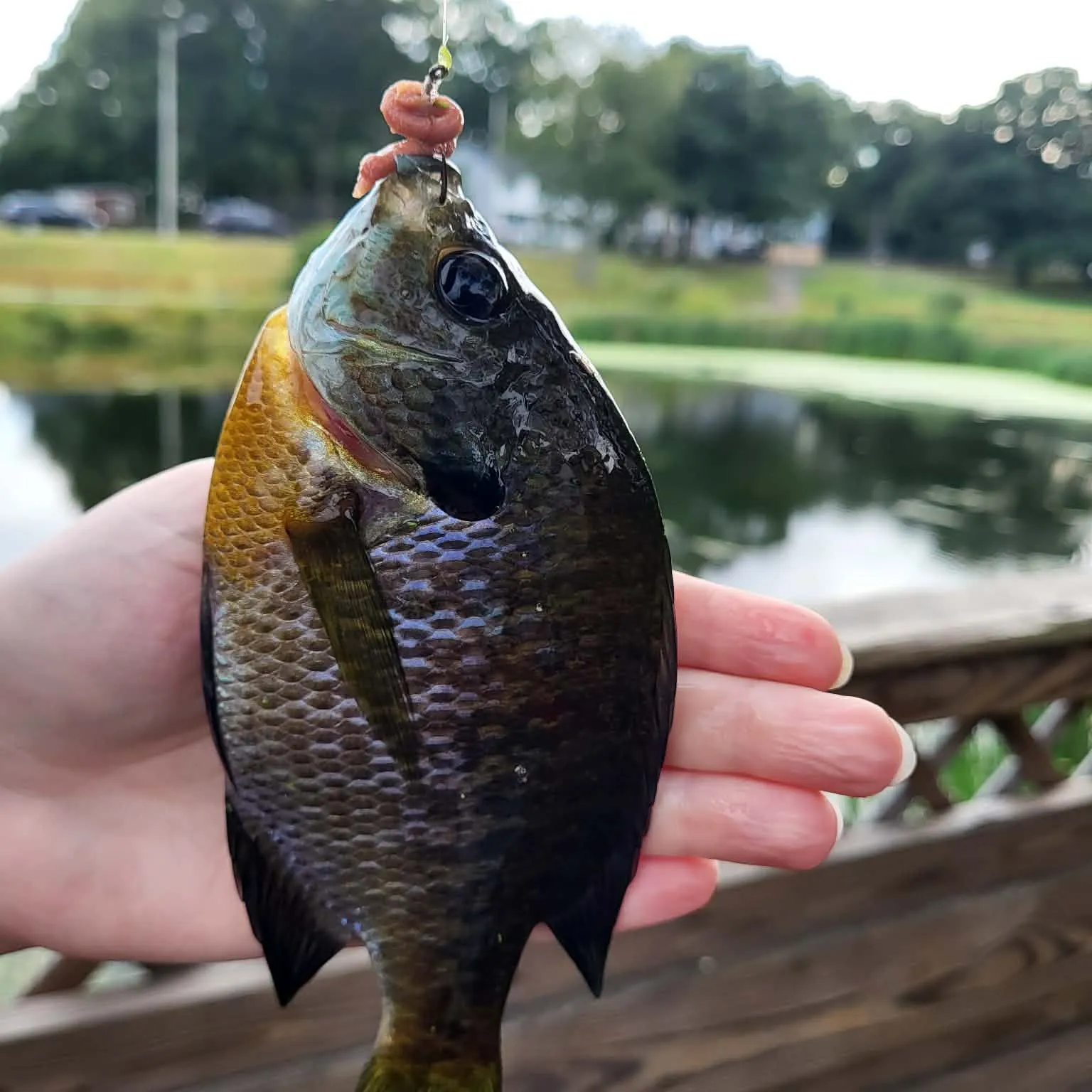 Bluegill caught on Fishbrain