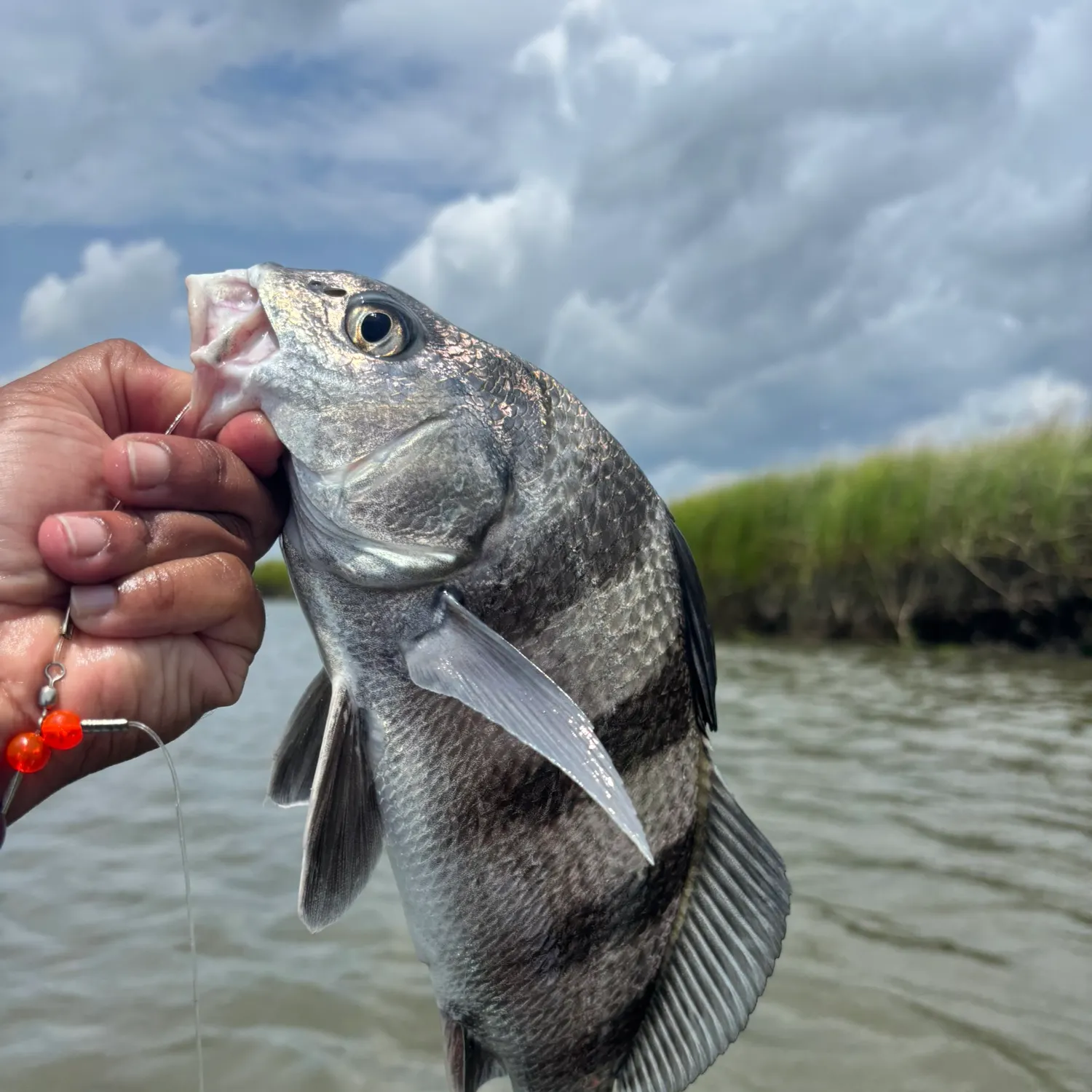 Black drum caught on Fishbrain