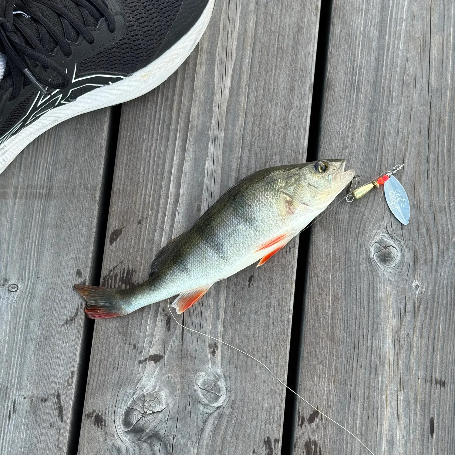 European perch caught on Fishbrain