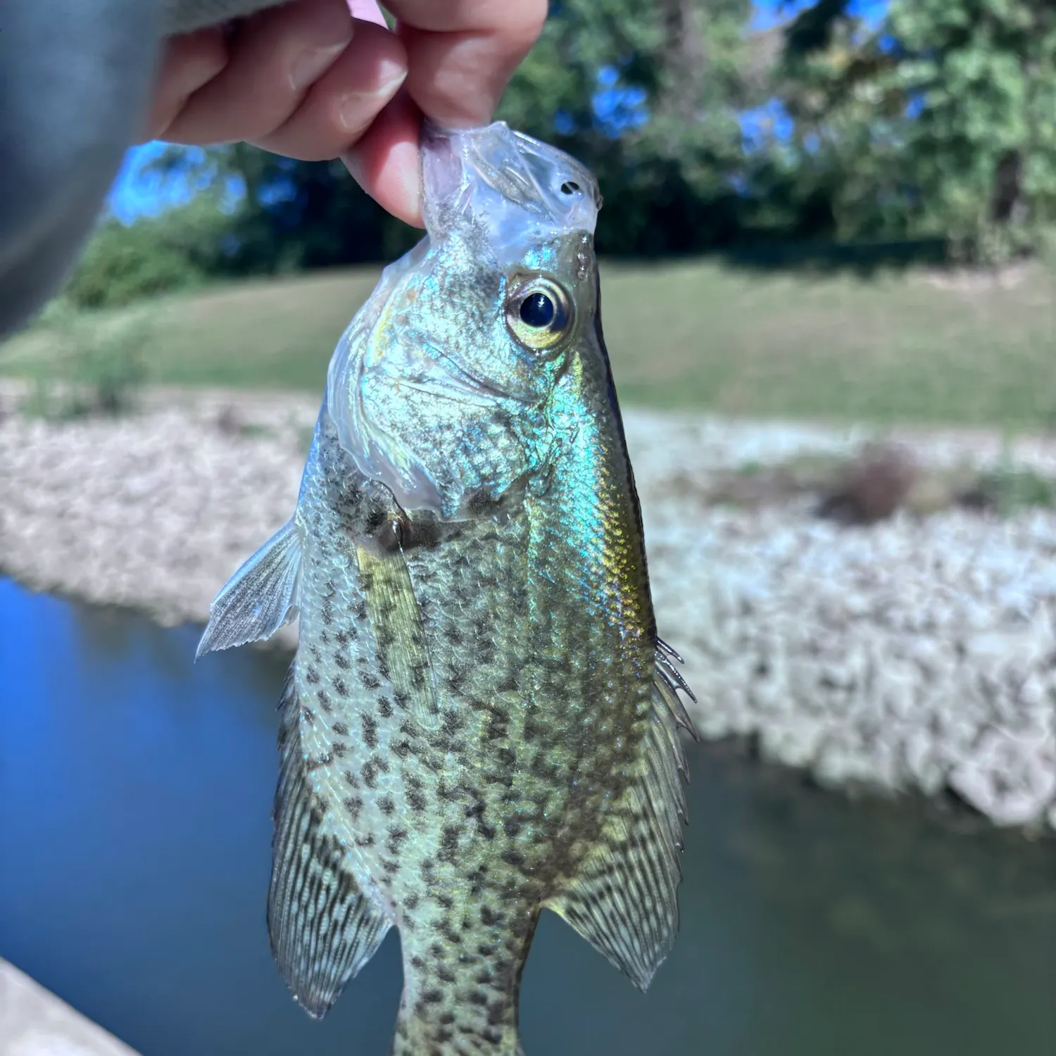 Black crappie caught on Fishbrain