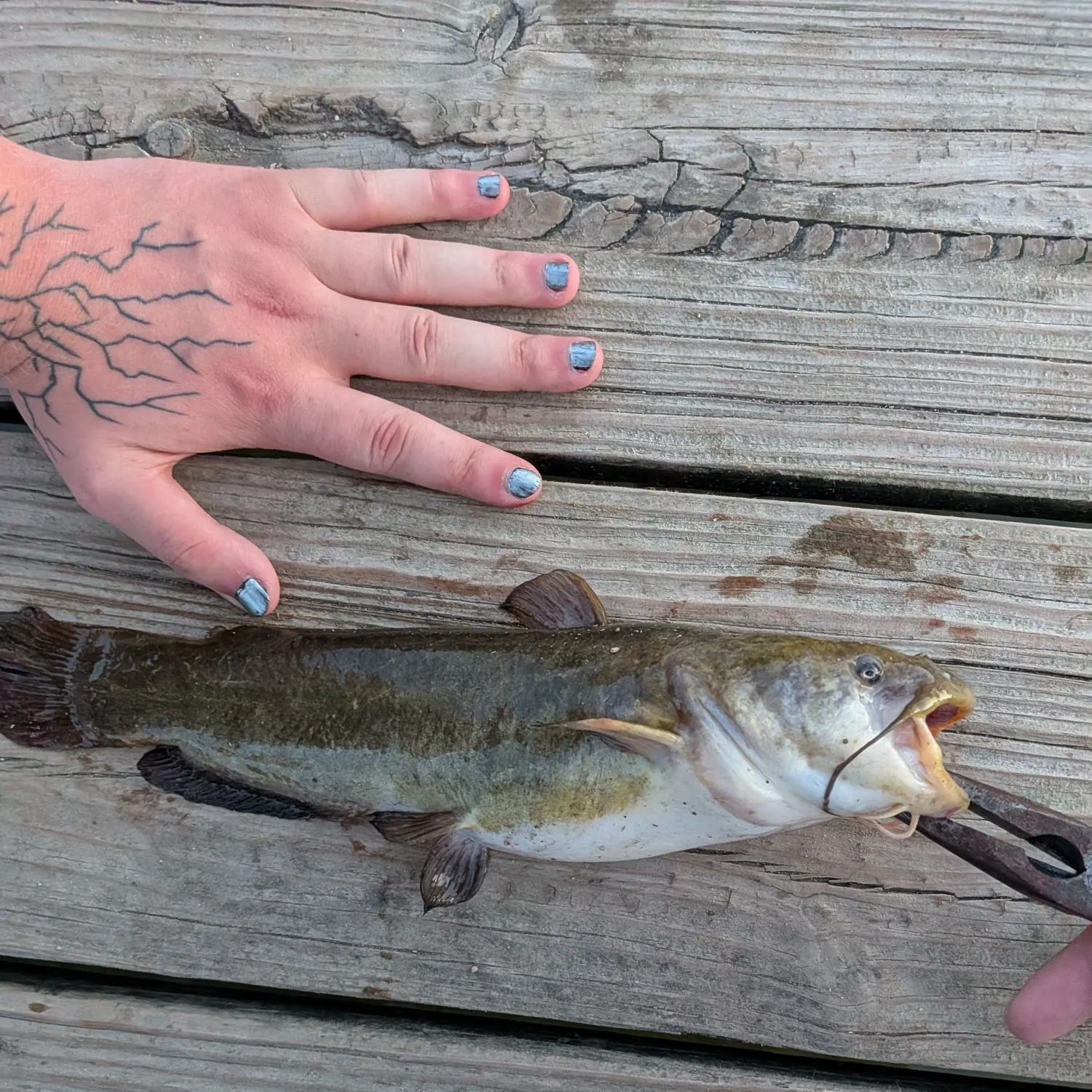 Black bullhead caught on Fishbrain