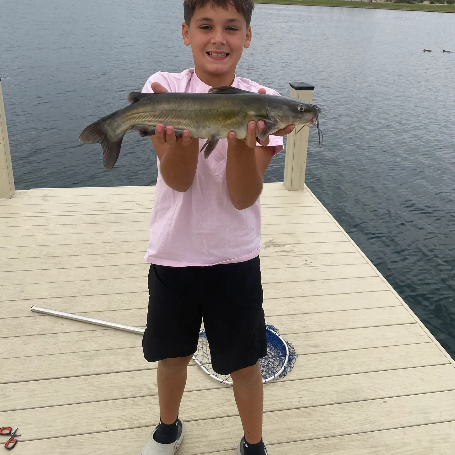 Channel catfish caught on Fishbrain