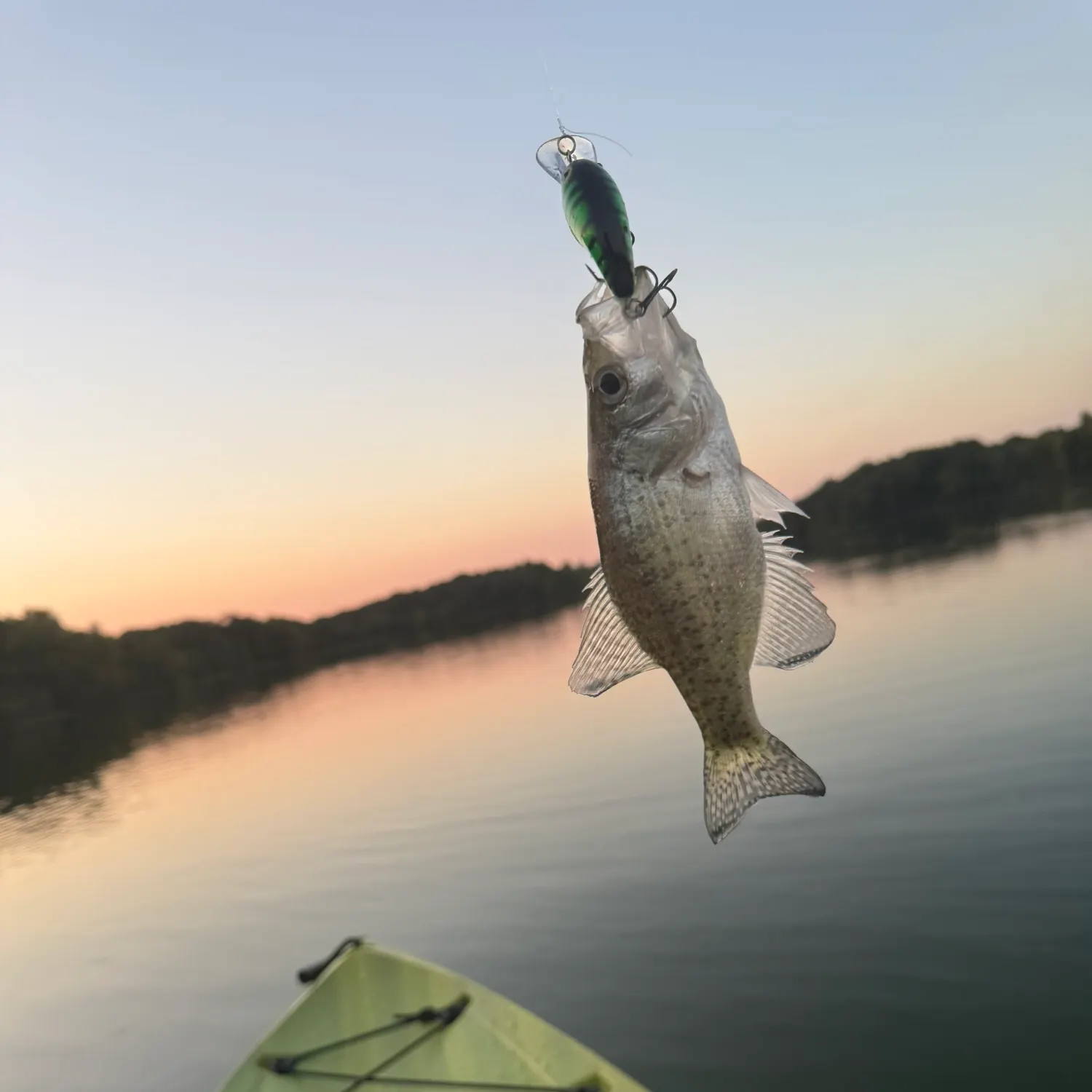 White crappie caught on Fishbrain