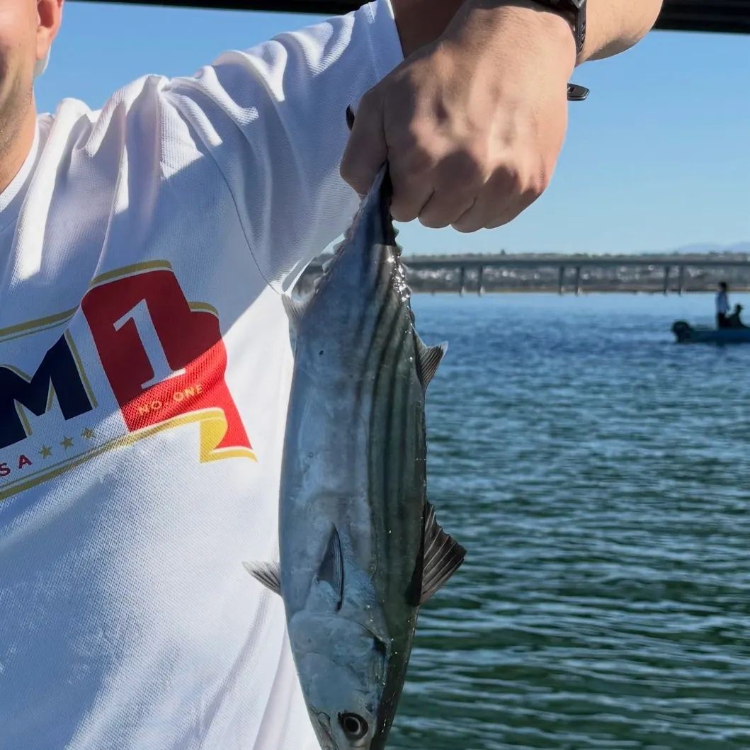 Pacific bonito caught on Fishbrain