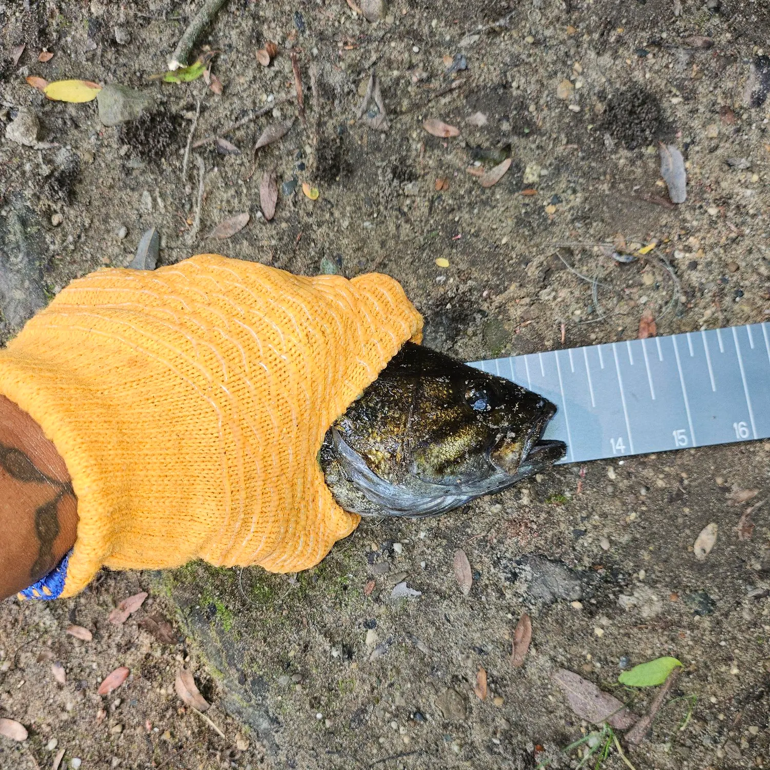 catch