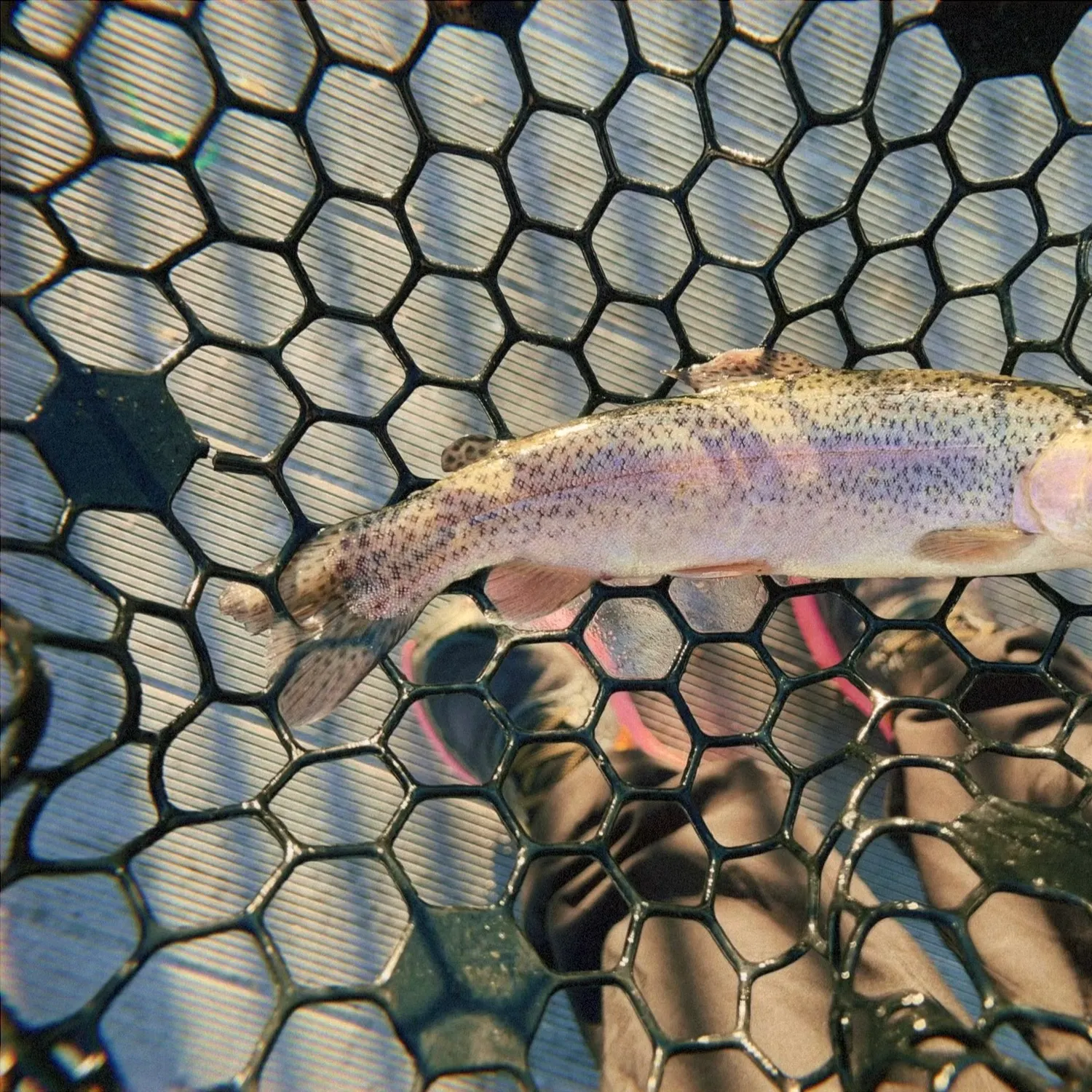 Rainbow trout caught on Fishbrain