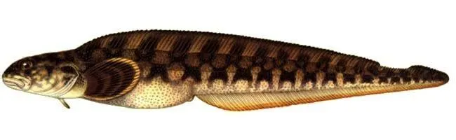 European eelpout