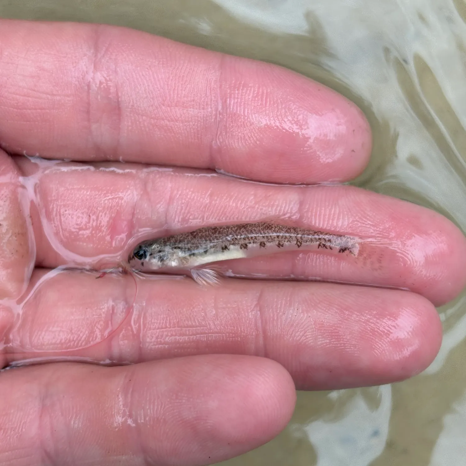 The most recent Coastal darter catches on Fishbrain