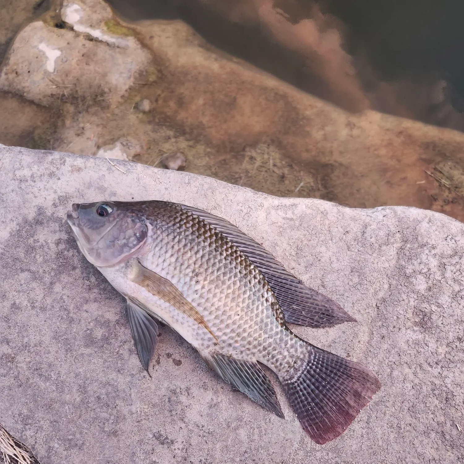 Blue tilapia caught on Fishbrain