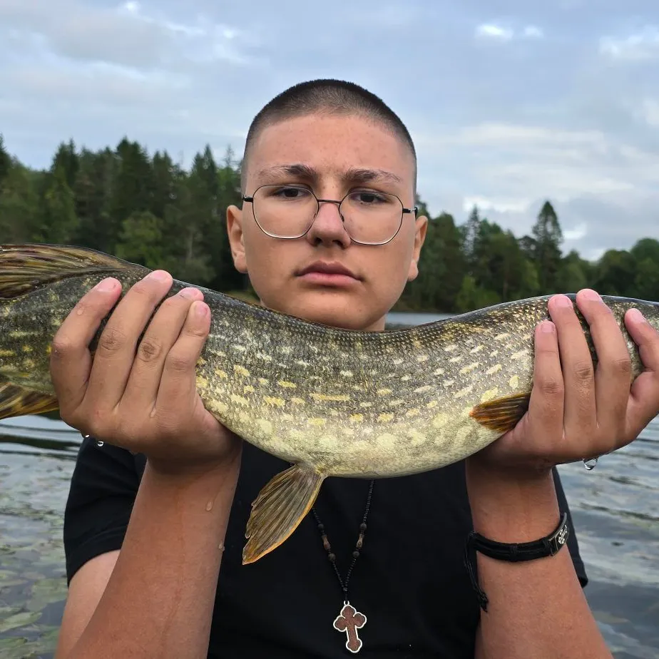 Northern pike caught on Fishbrain