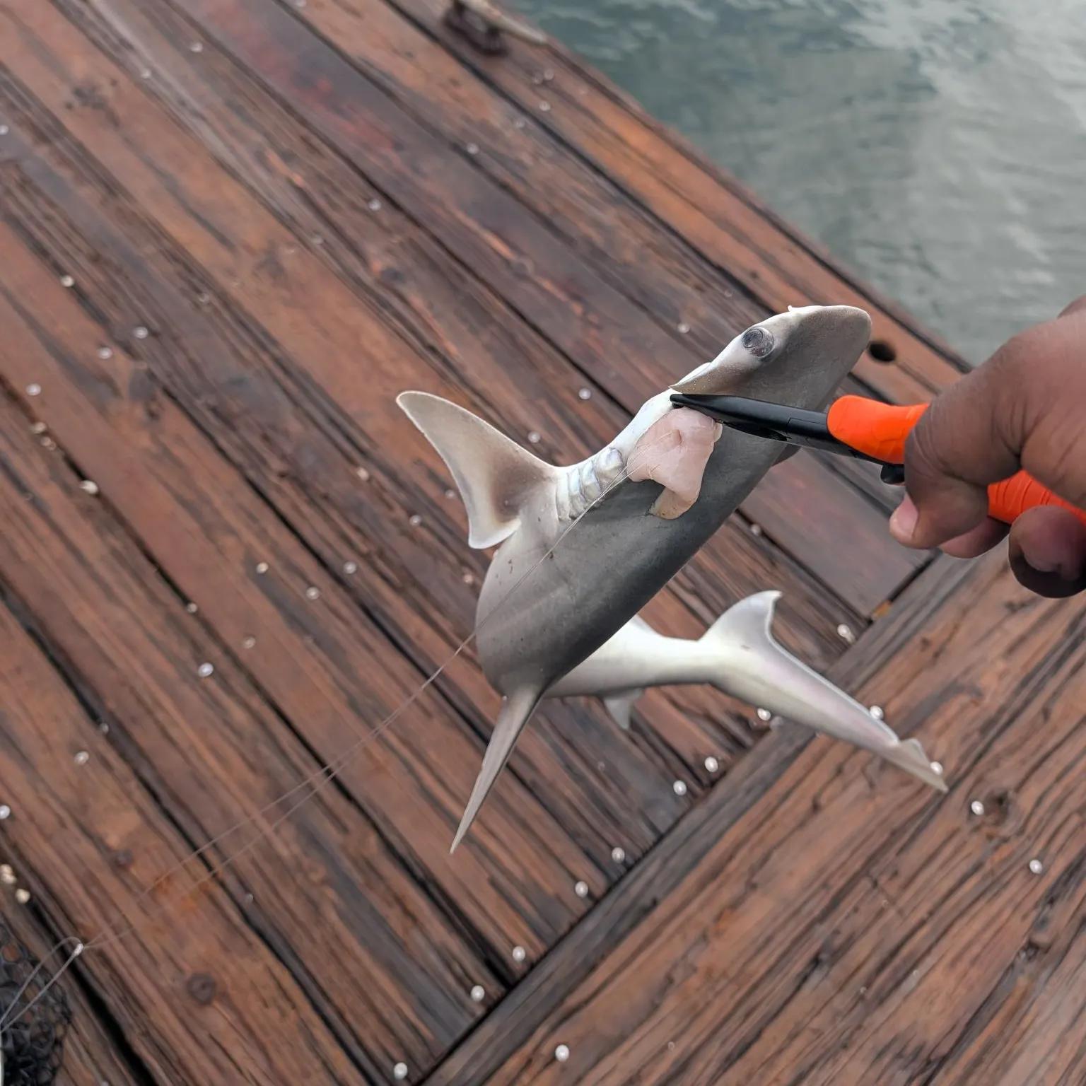 The most recent Bonnethead shark catches on Fishbrain