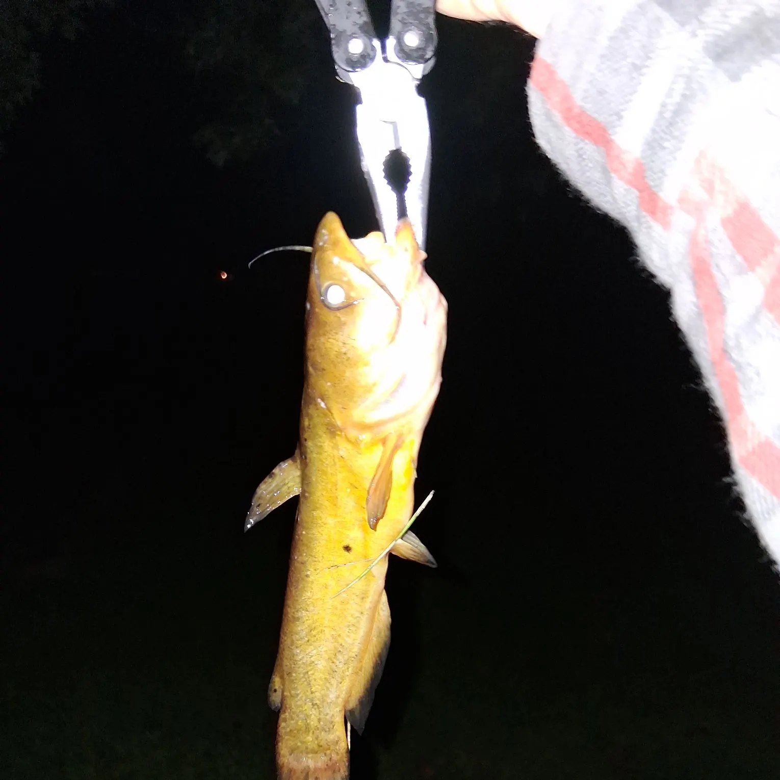 Yellow bullhead caught on Fishbrain