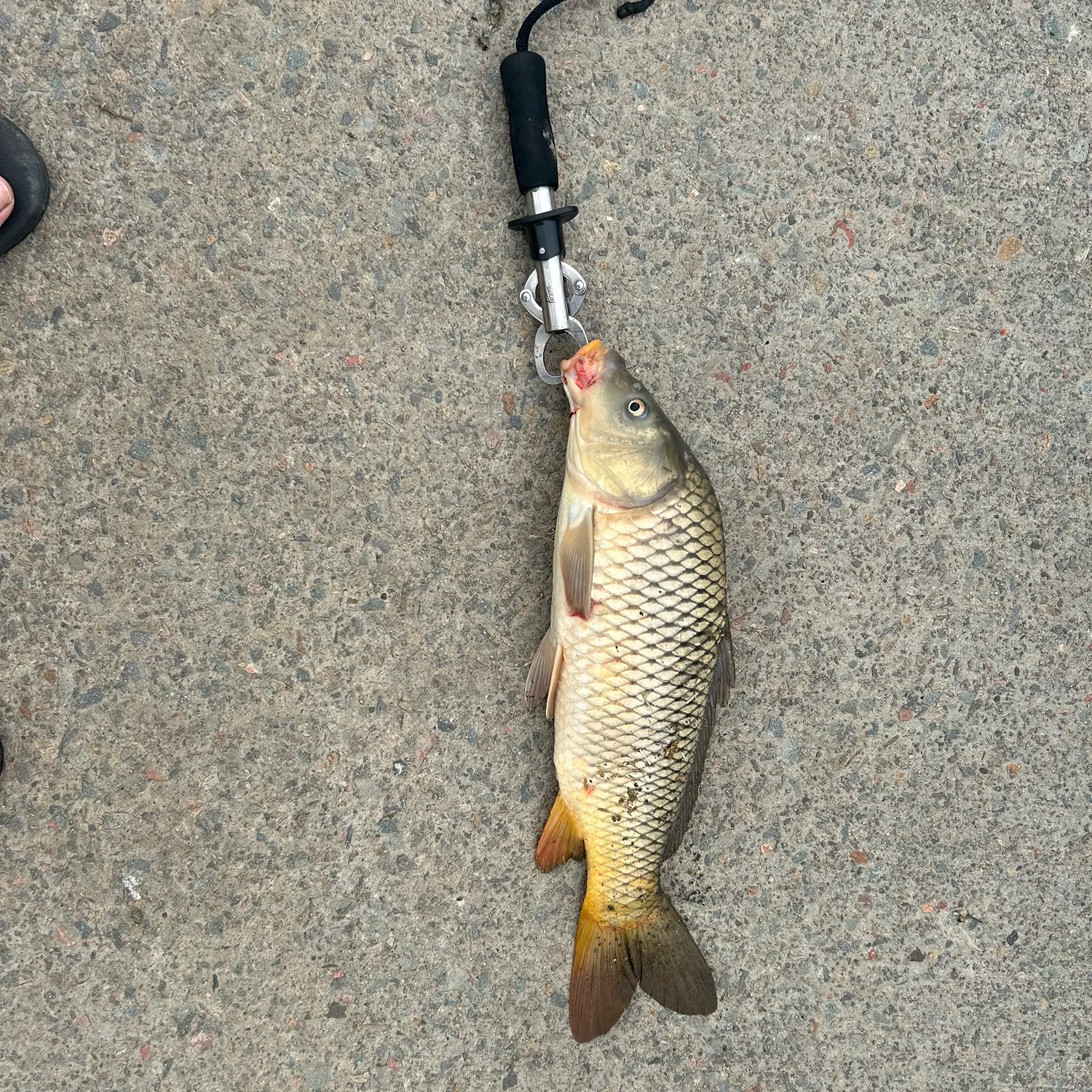 Common carp caught on Fishbrain
