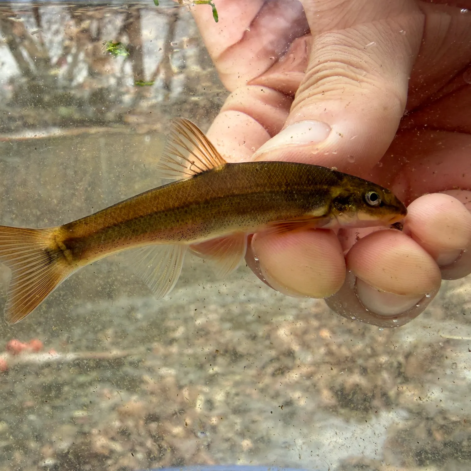 The most recent Longnose dace catches on Fishbrain