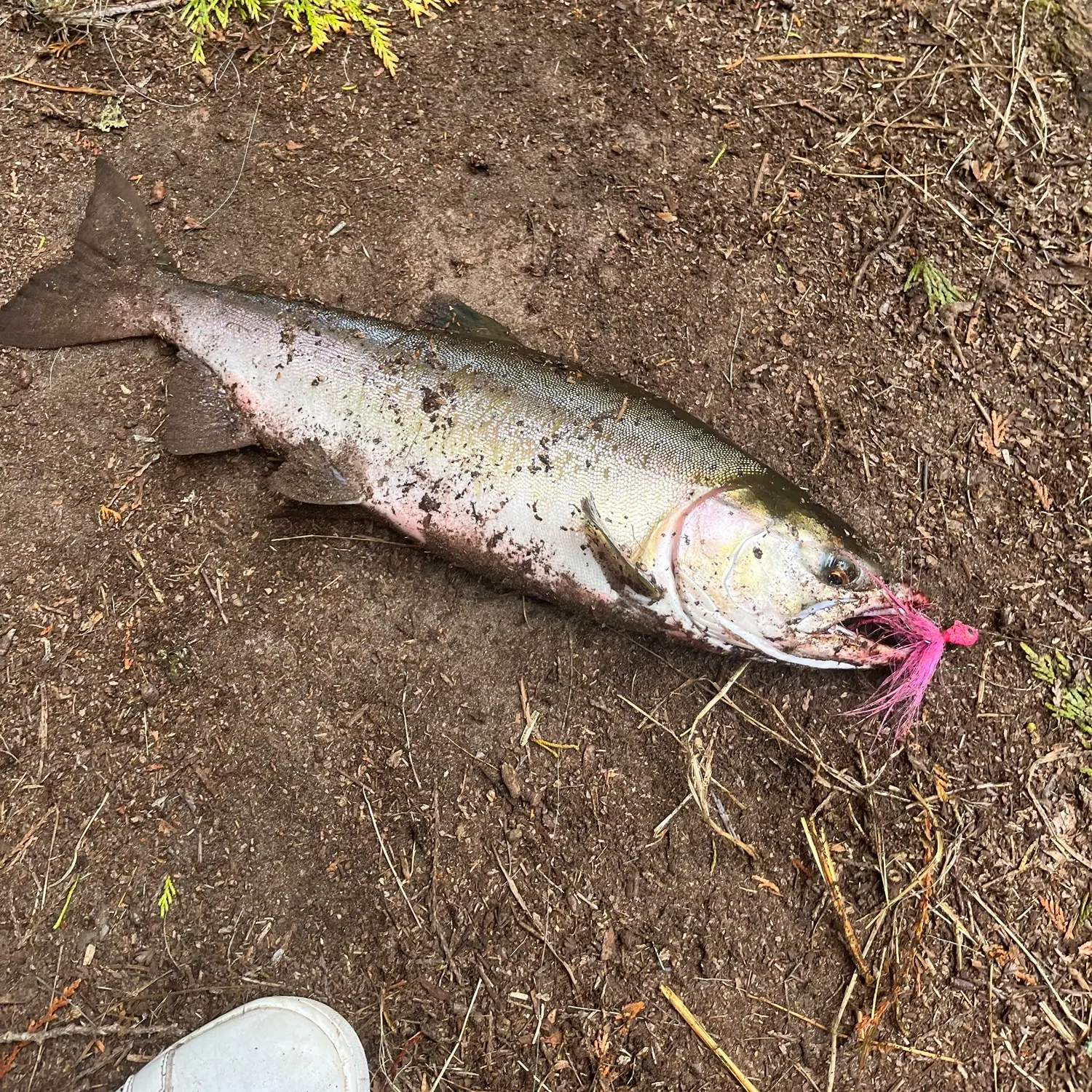 Pink salmon caught on Fishbrain
