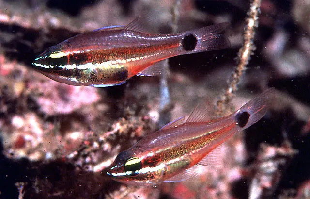 Meteor cardinalfish