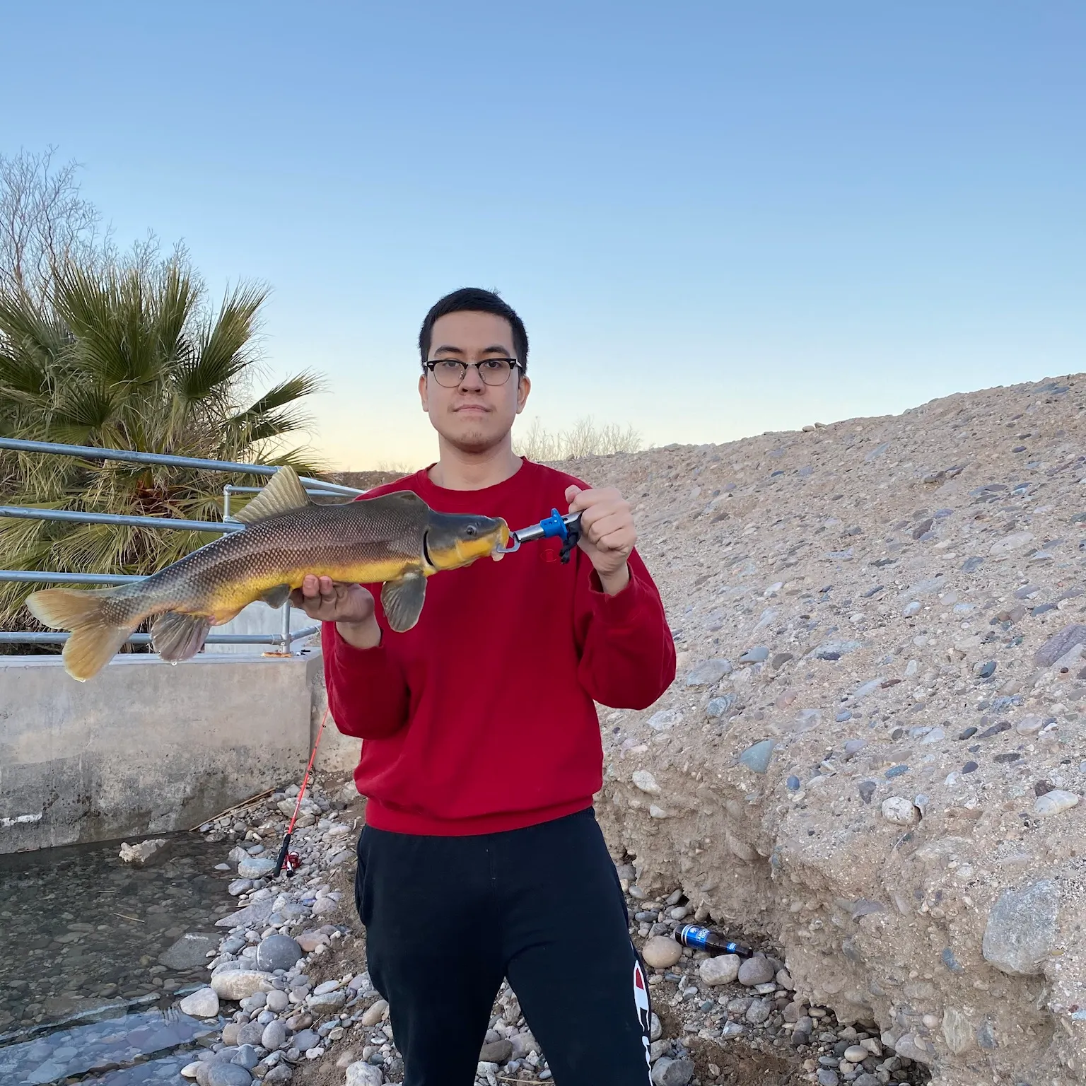 The most recent Razorback sucker catches on Fishbrain