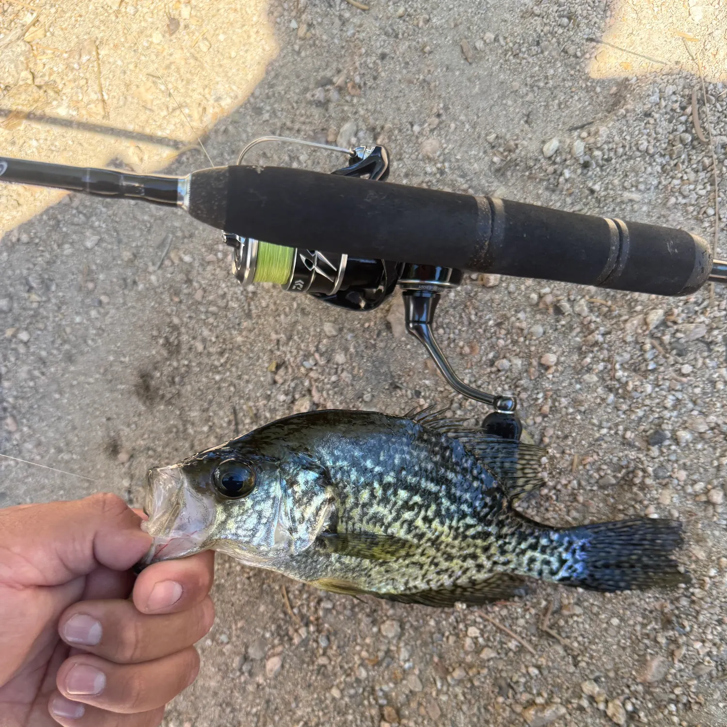 Black crappie caught on Fishbrain