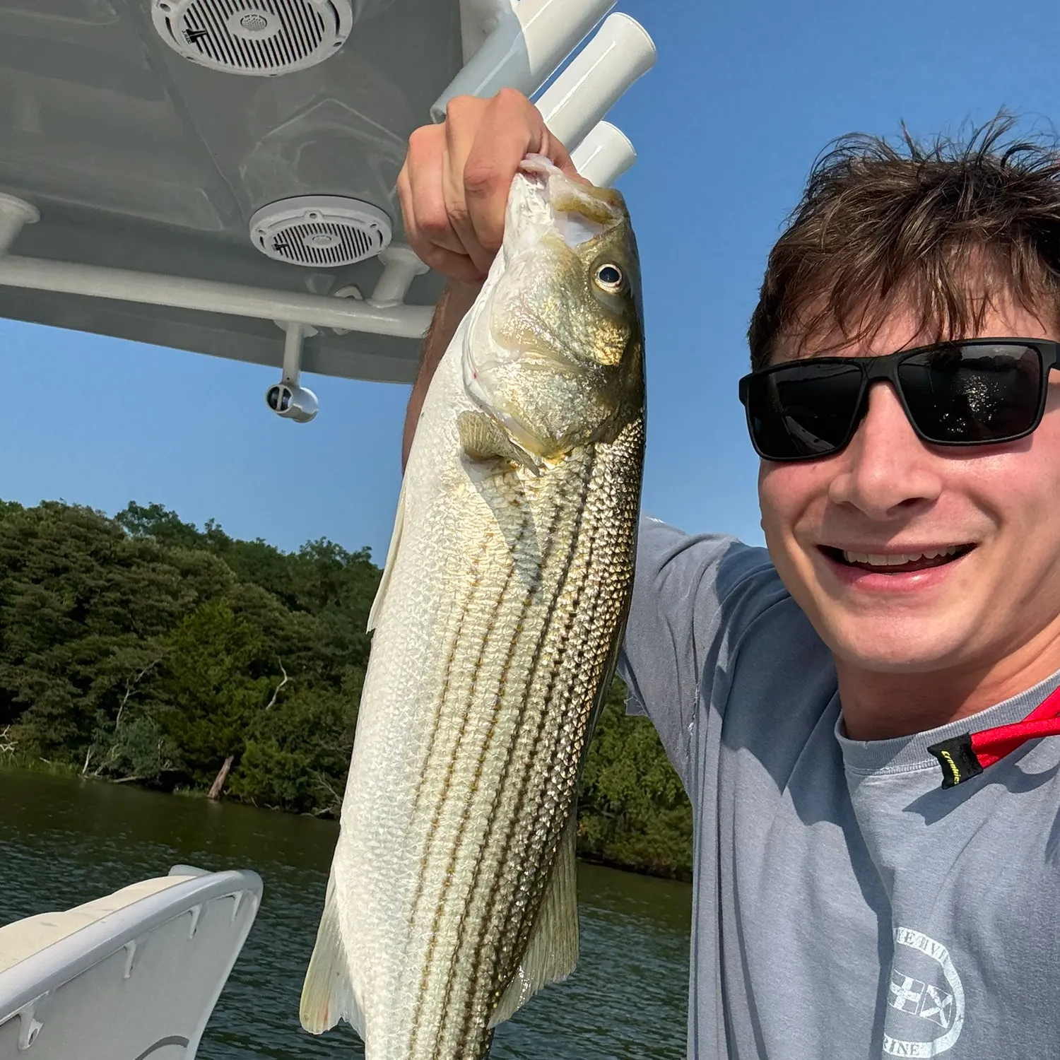 Striped bass caught on Fishbrain