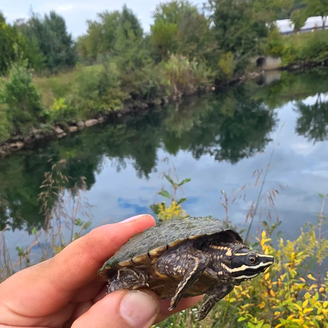 The most recent Eastern musk turtle catches on Fishbrain