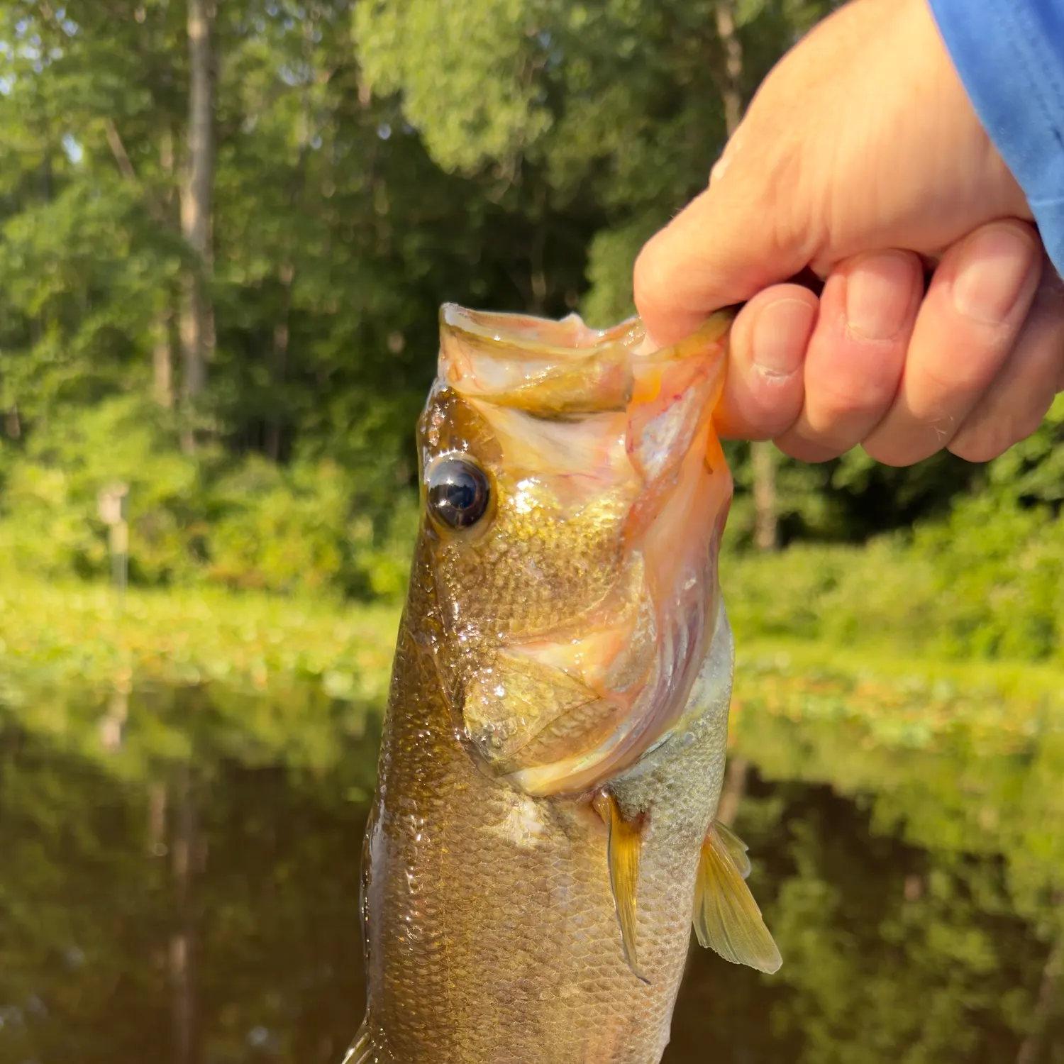 Largemouth bass caught on Fishbrain