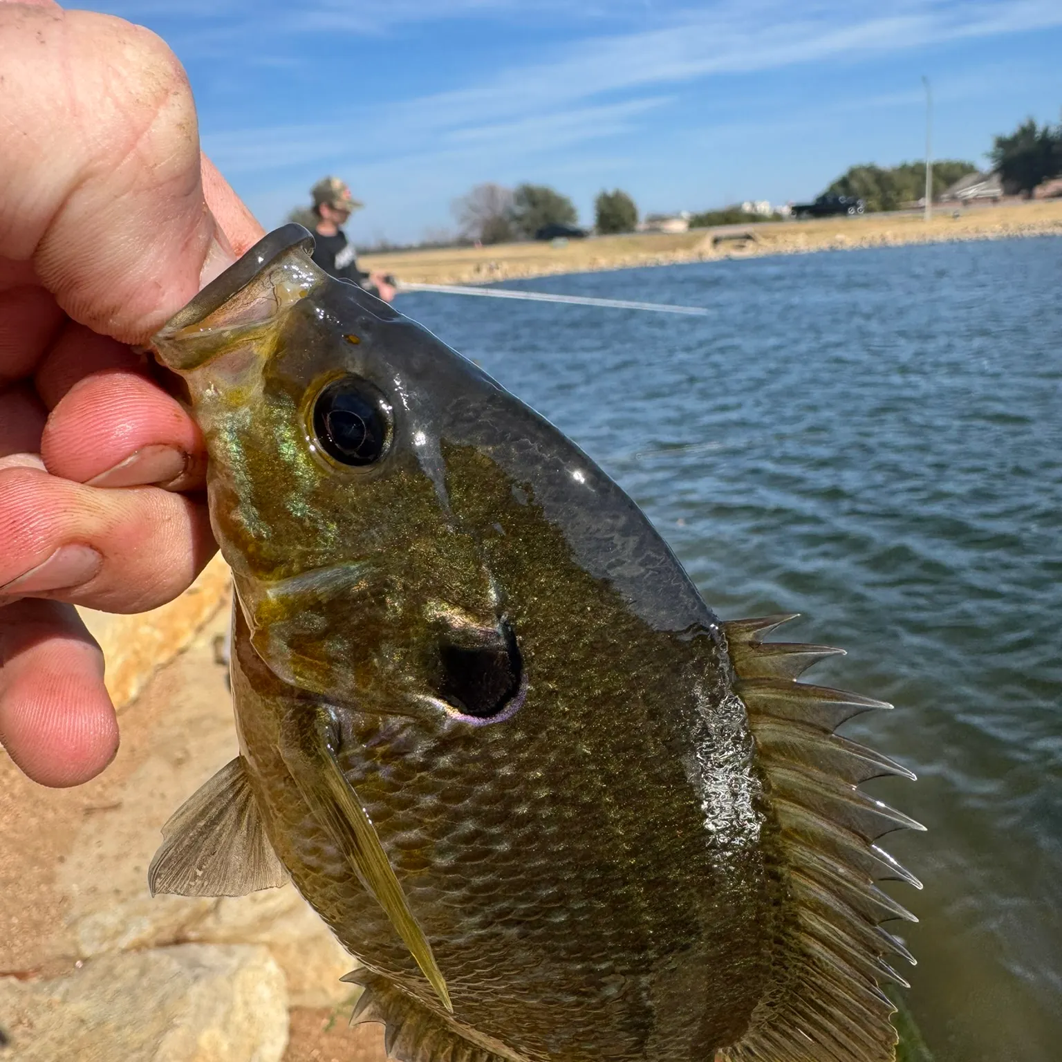 The most recent Greengill hybrid catches on Fishbrain