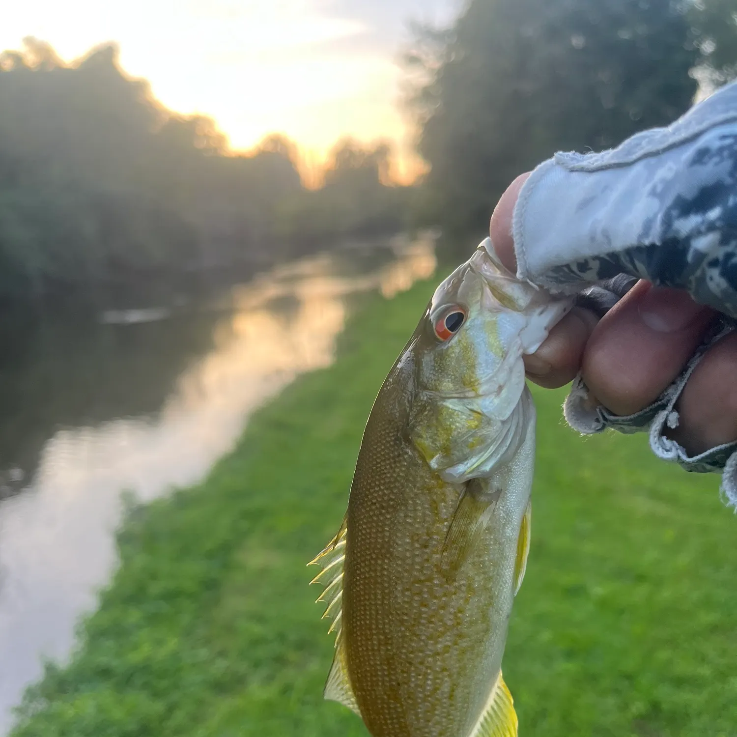 Smallmouth bass caught on Fishbrain