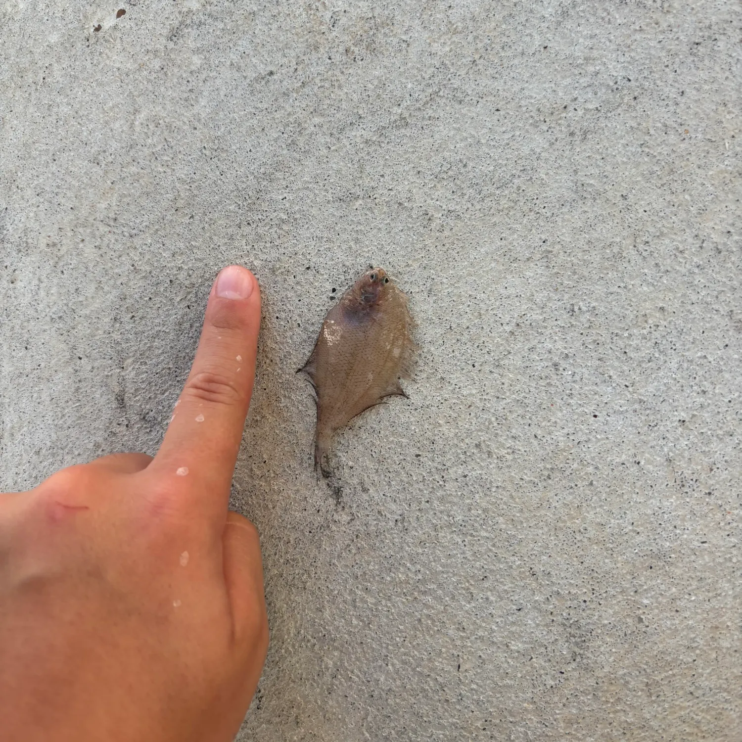 The most recent Cinnamon flounder catches on Fishbrain