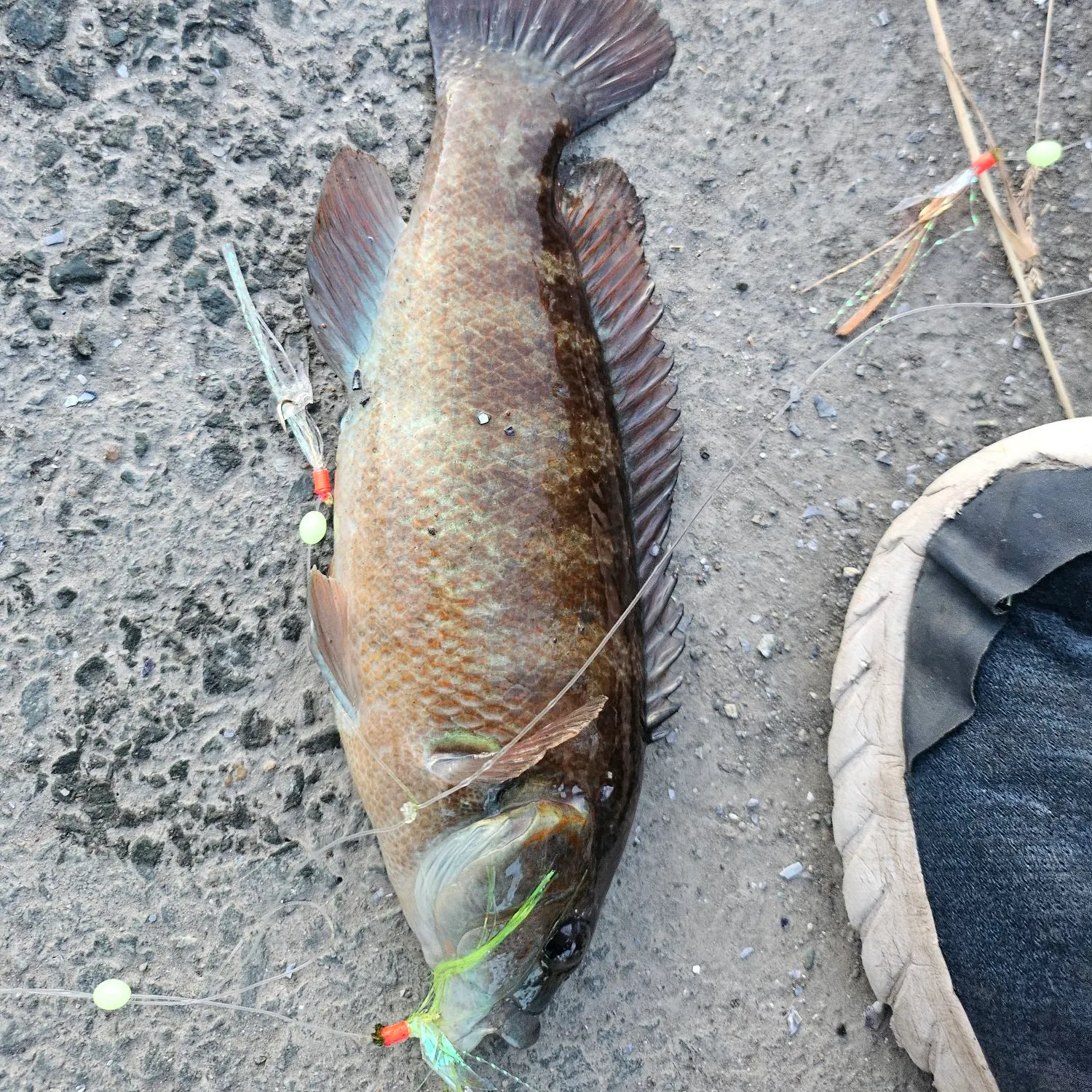 recently logged catches