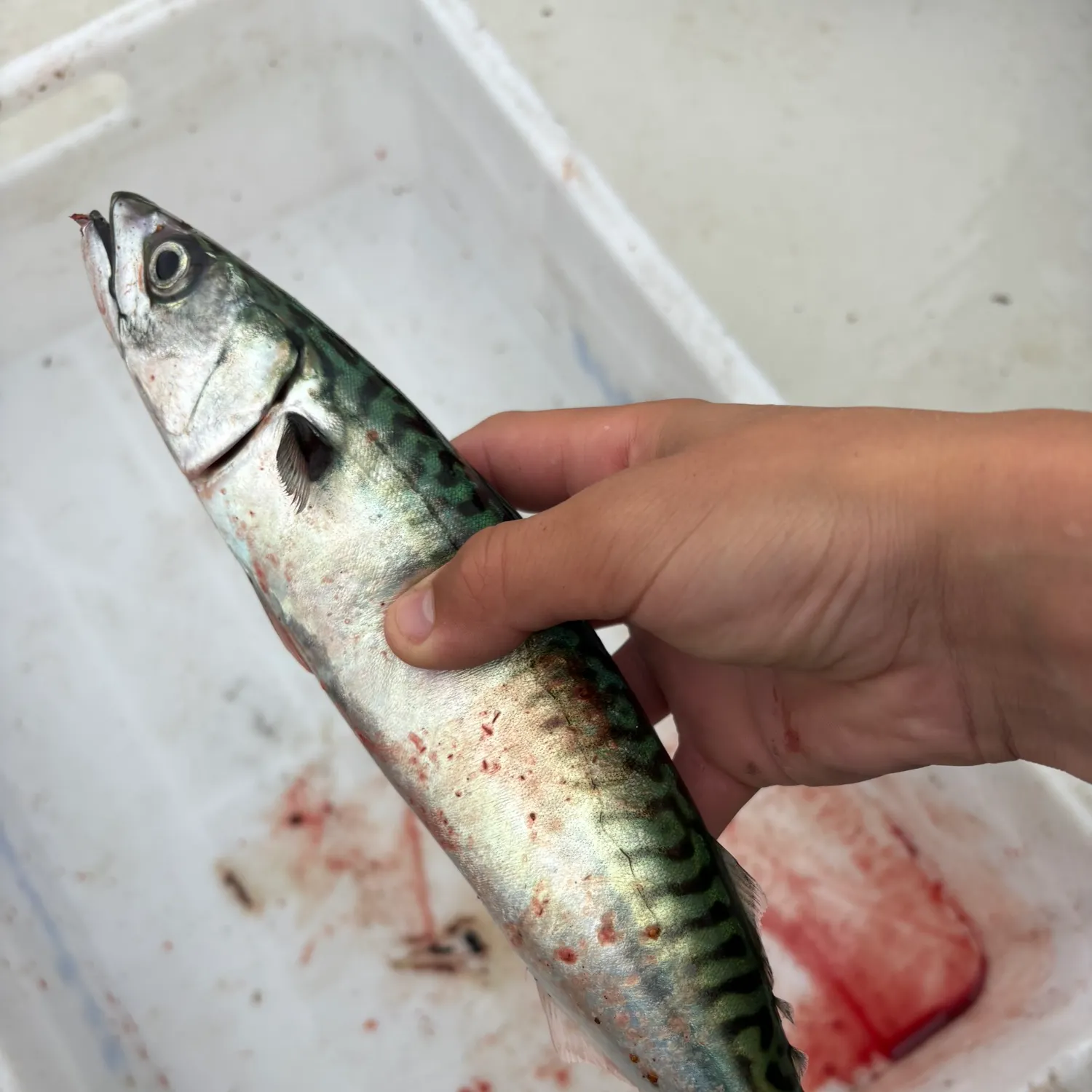 The most recent Atlantic mackerel catches on Fishbrain