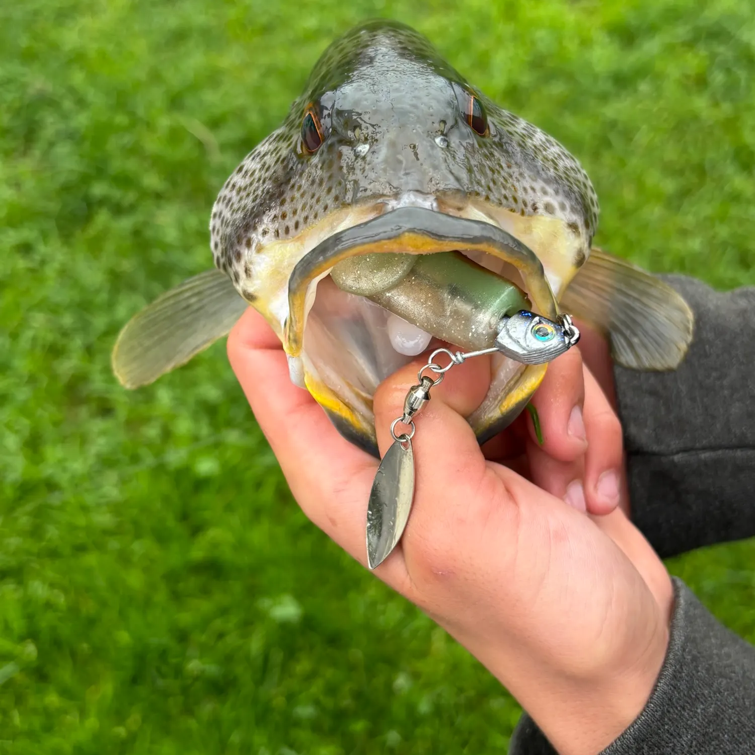 The most recent Spotted sand bass catches on Fishbrain