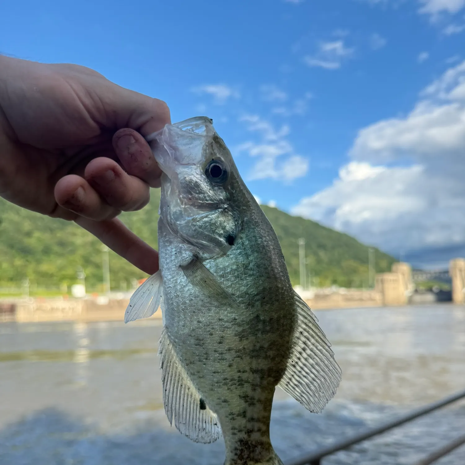 White crappie caught on Fishbrain