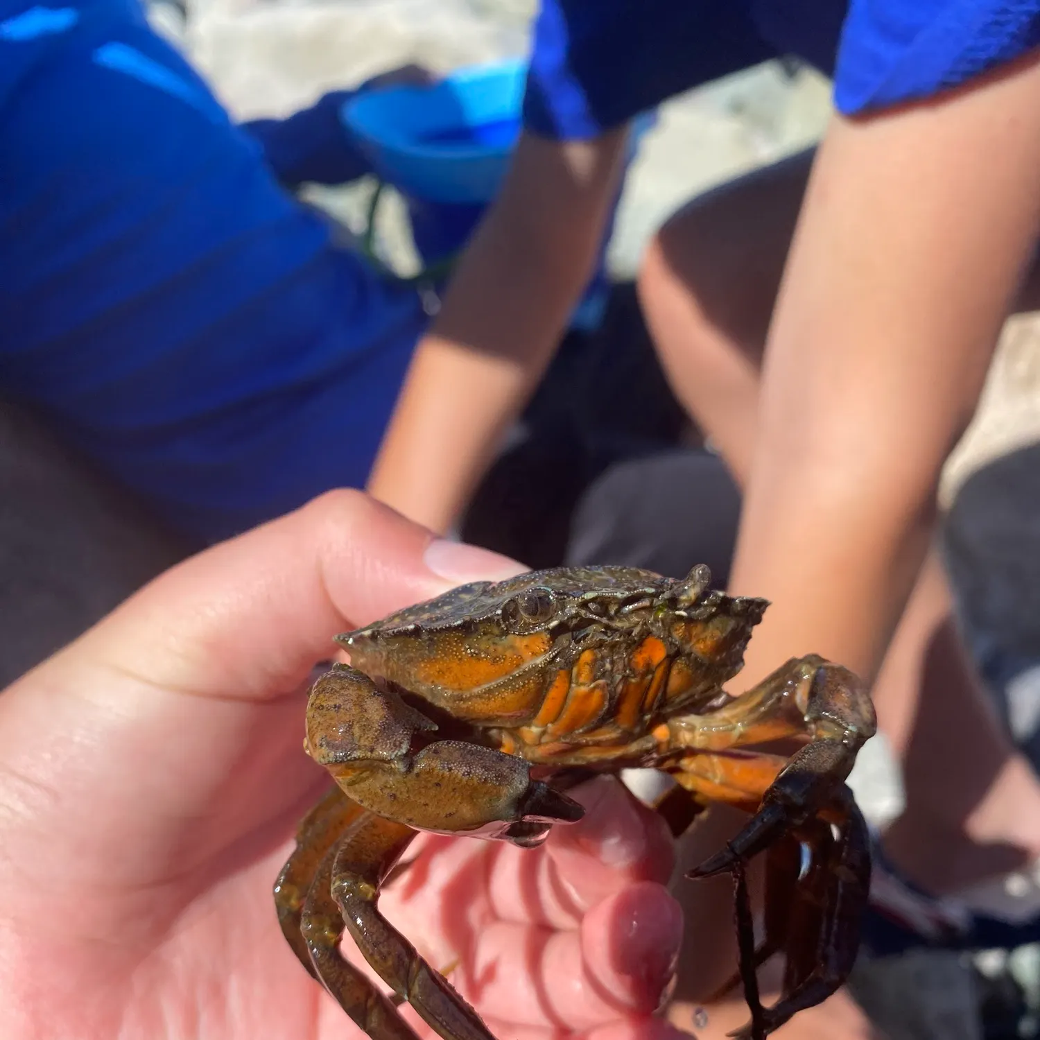 The most recent Atlantic rock crab catches on Fishbrain