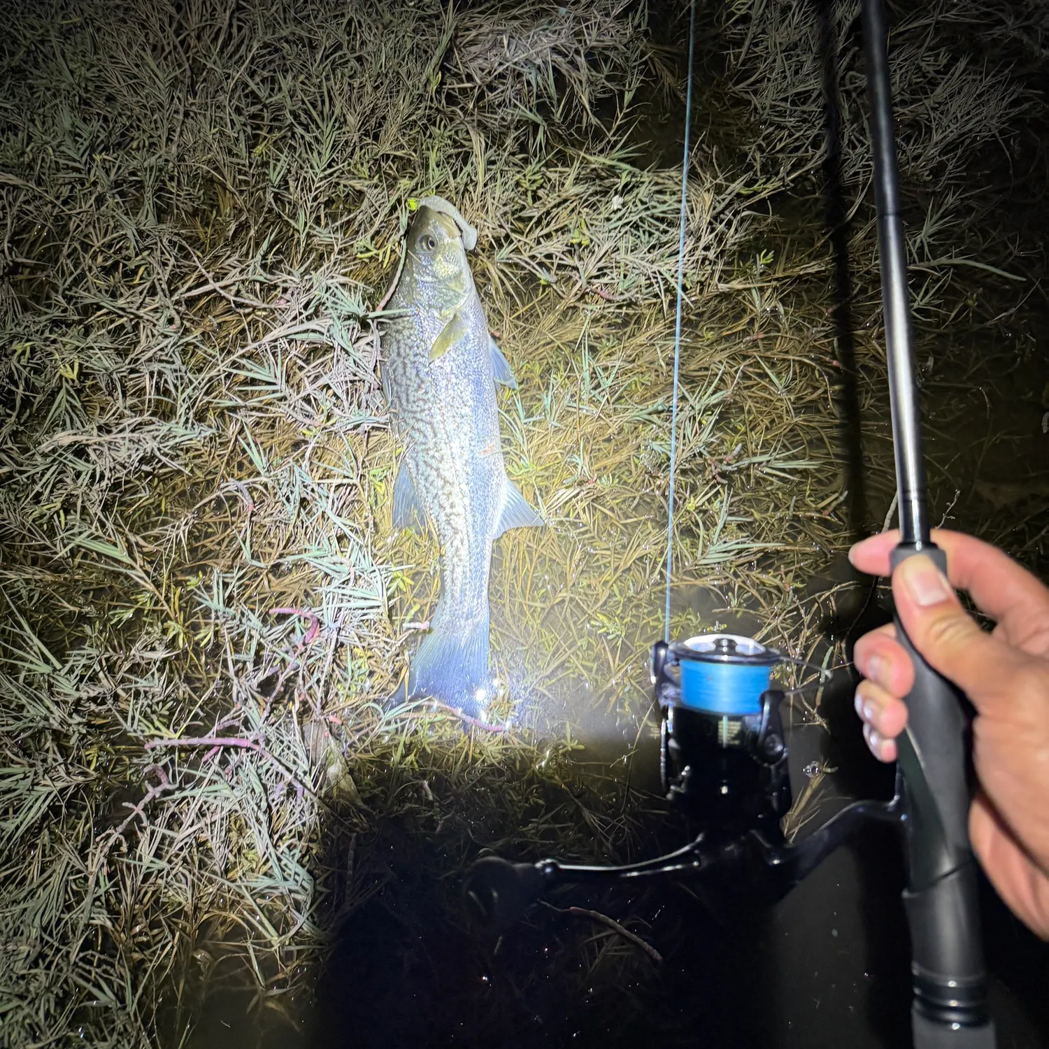 Striped bass caught on Fishbrain