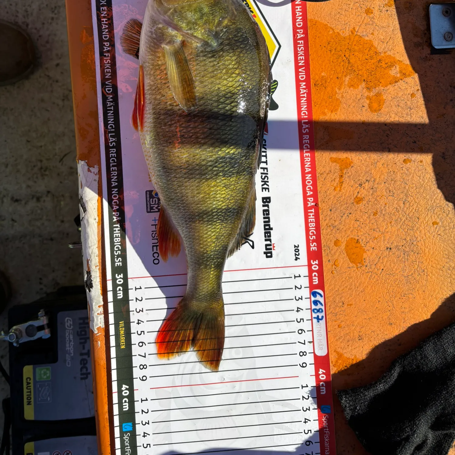 angler catch