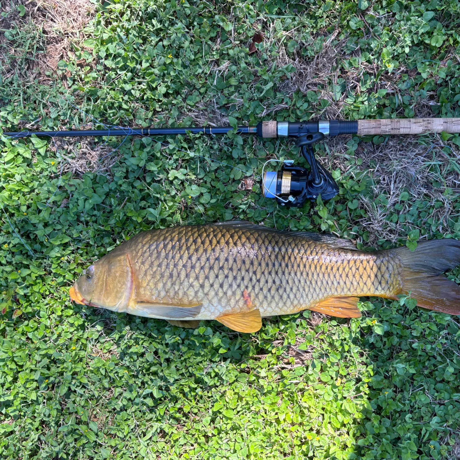 Common carp caught on Fishbrain