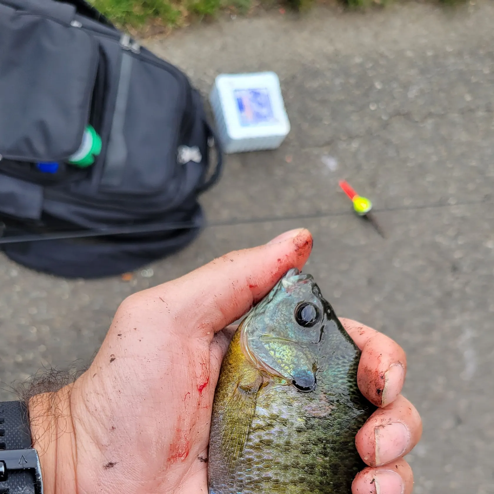 catch