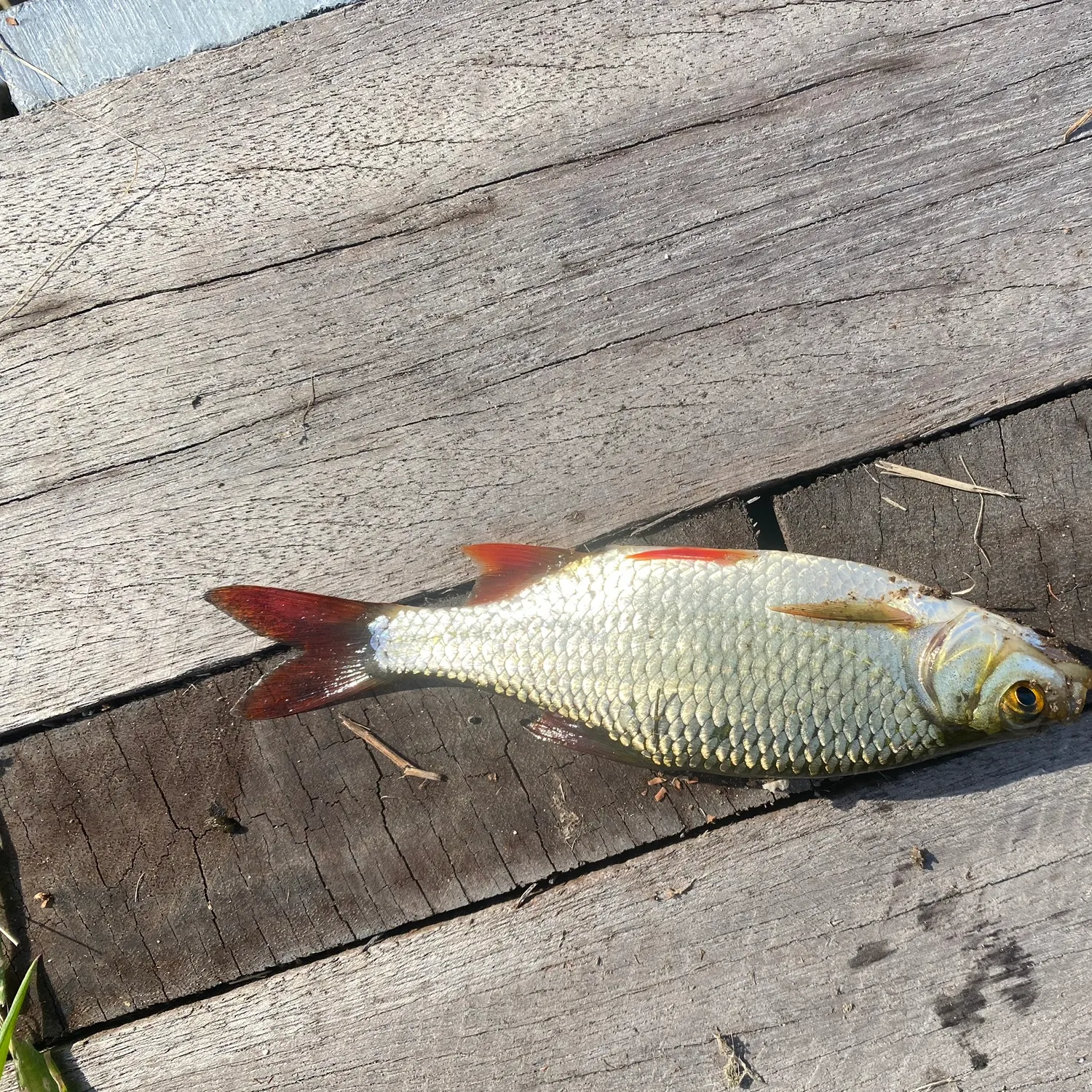 Common rudd caught on Fishbrain