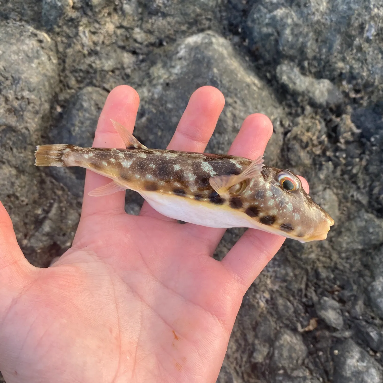 The most recent Guinean pufferfish catches on Fishbrain
