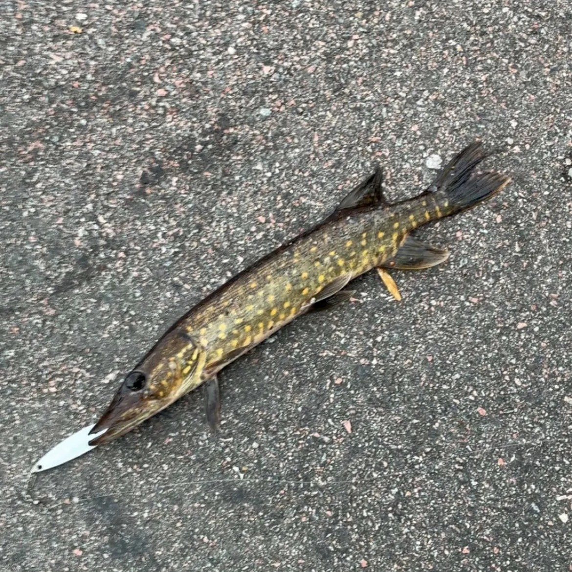 Northern pike caught on Fishbrain