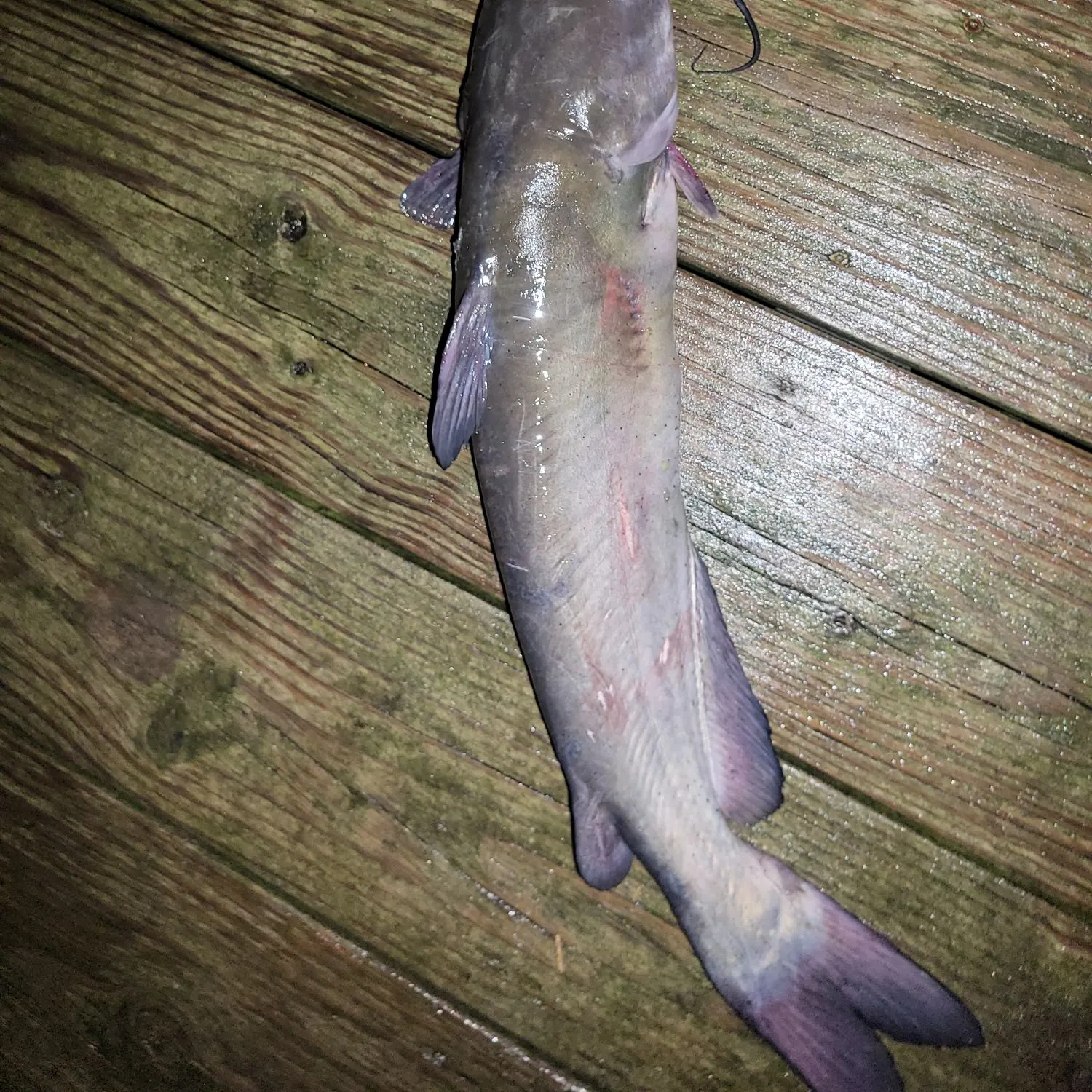 Channel catfish caught on Fishbrain