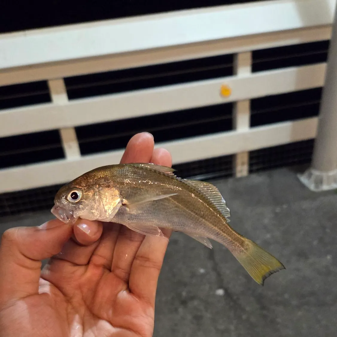 The most recent White croaker catches on Fishbrain