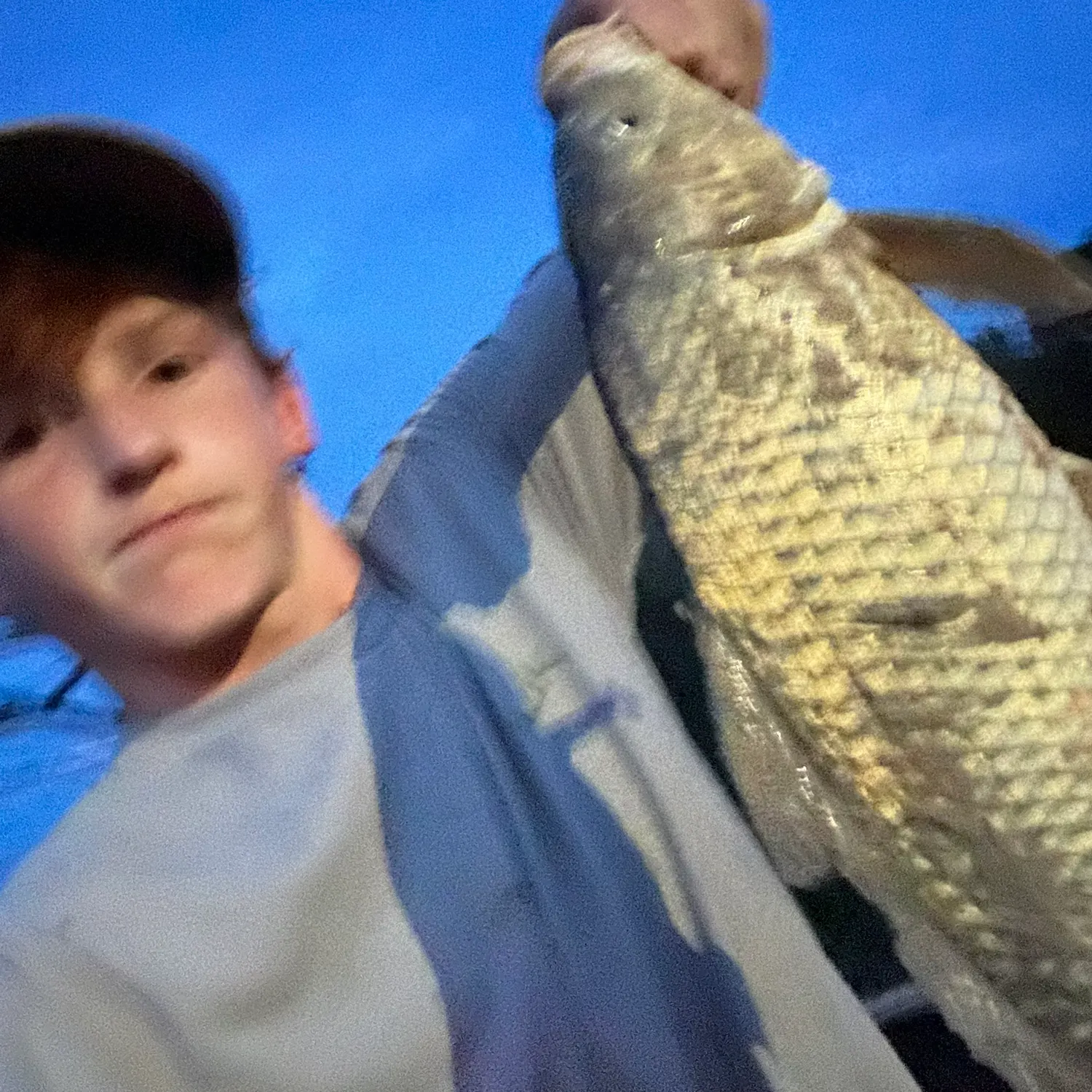 Common carp caught on Fishbrain
