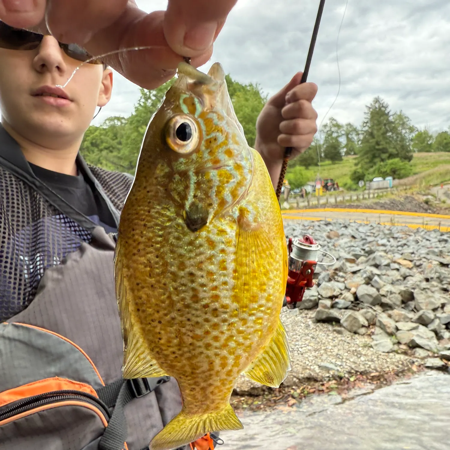 The most recent Warmouth catches on Fishbrain