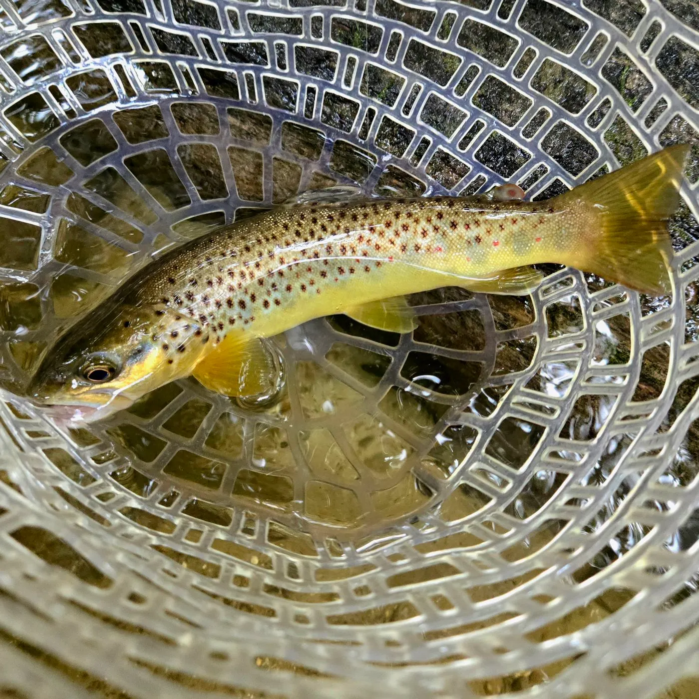 Brown trout caught on Fishbrain