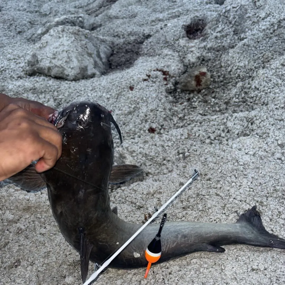 Fish caught on Fishbrain