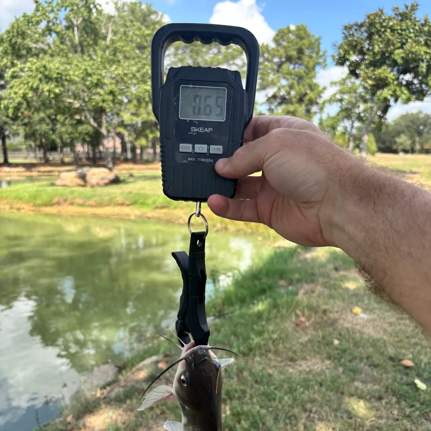 Channel catfish caught on Fishbrain