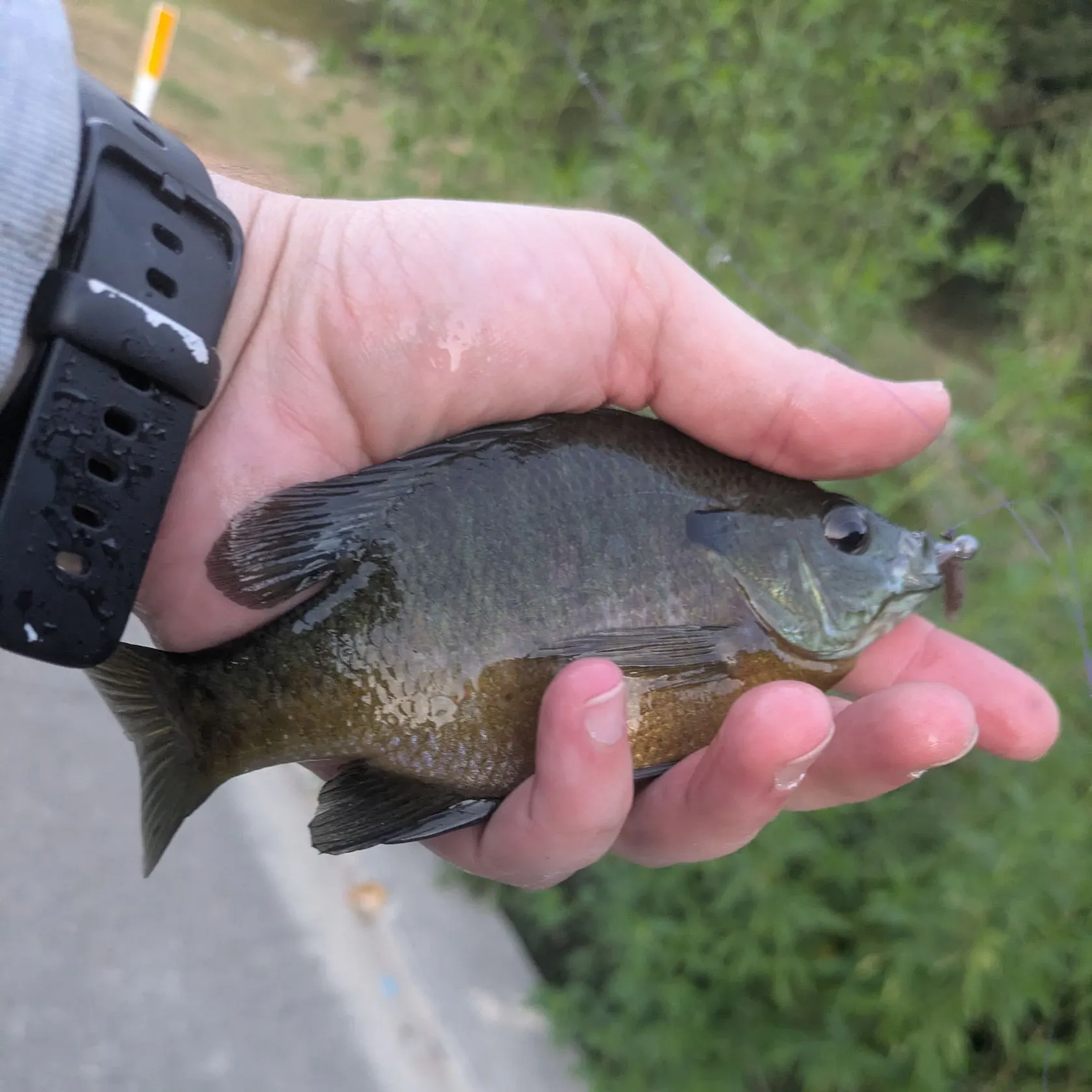 Bluegill caught on Fishbrain